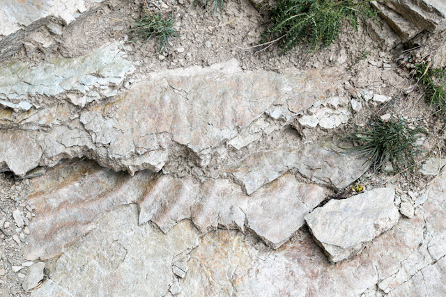 TICINOSUCHUS FEROX dinosauro gardetta fossili impronte