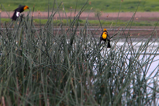 Yellow-headed Blackbirds at Vic Fazio Wildlife Are Yolo County California