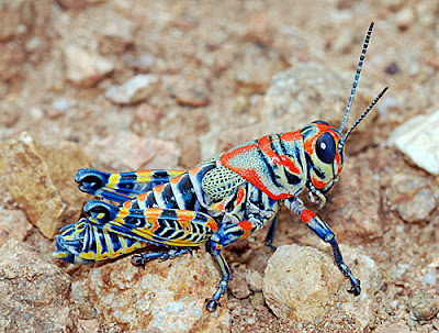 Saltamontes arco iris pintado Rainbow Grasshopper Dactylotum bicolor 