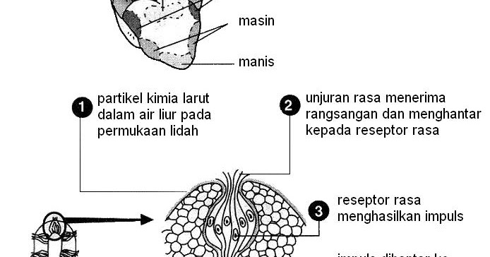 Science is Fun!!!!!!: Deria Rasa