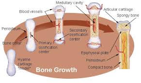 Proses Pembentukan Tulang
