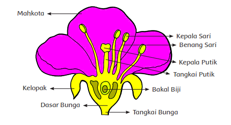  Perkembangbiakan Tumbuhan Secara Generatif  Materi Ajar 