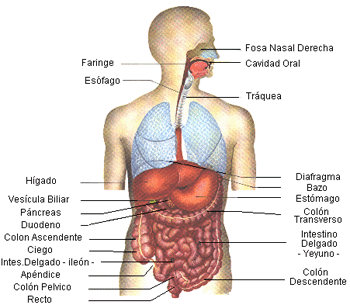 El blog de medicina