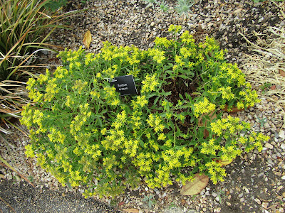 Sedum aizoon - Aizoon stonecrop care and culture