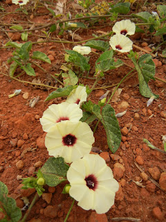 White Flowers by RDEH