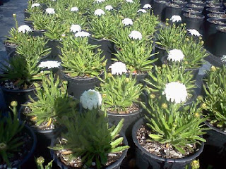 Shasta Daisy