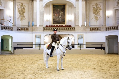 Lipizzan2