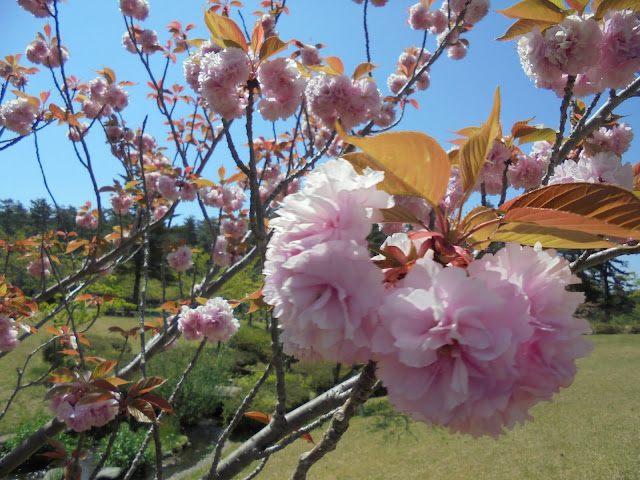 大成池の牡丹桜が美しい
