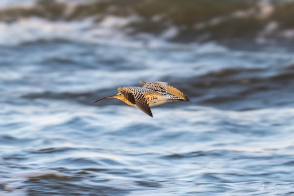 Curlew