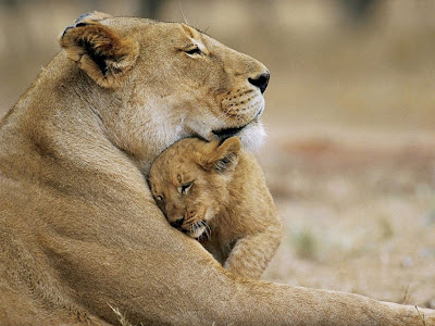 Lion Cub Love Normal Desktop Backgrounds,Stills,Wallpapers