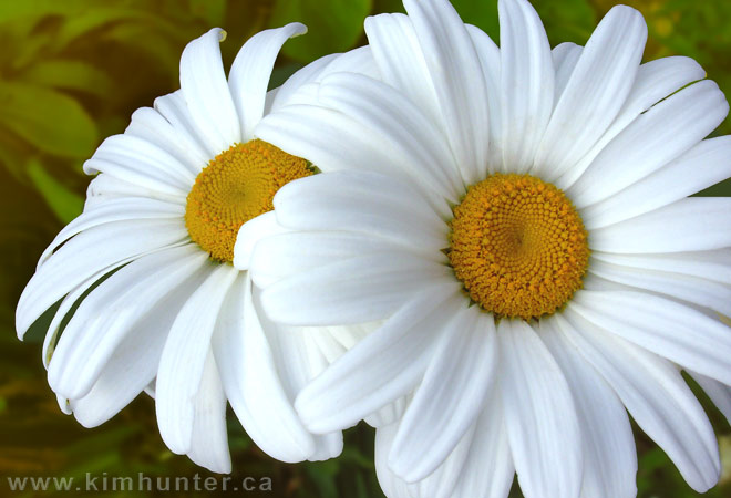 Daisy Flower