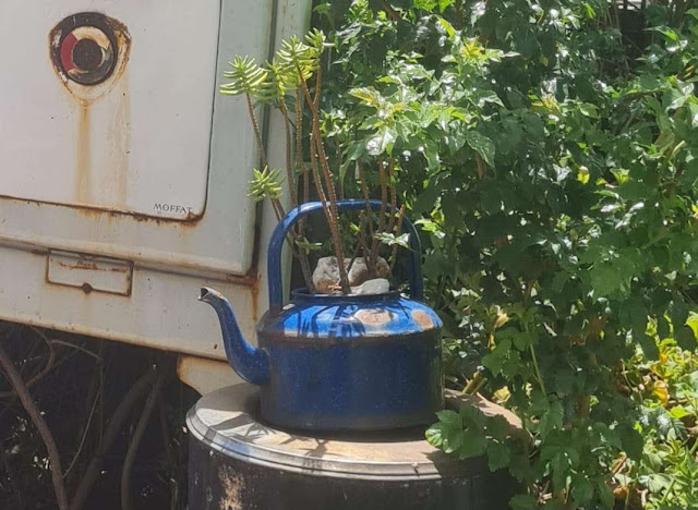 Teapot pot plant - The Scone Shack