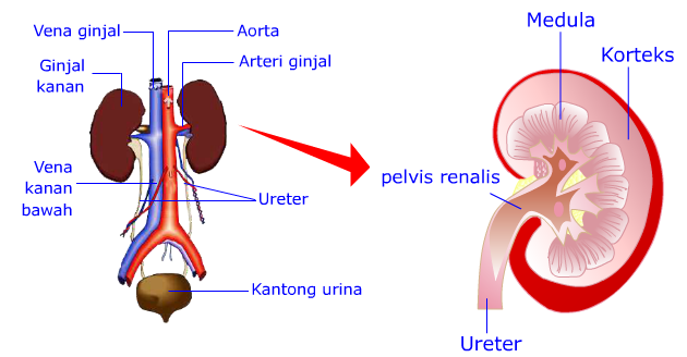 Struktur dan Bagian Bagian Ginjal Manusia | Mikirbae.com