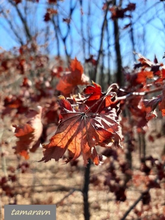 Клён ложнозибольдов (Acer pseudosieboldianum)