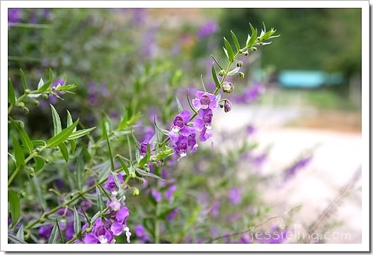 Dalam Lingkaran Ini Lavender  Pokok  Halau Nyamuk