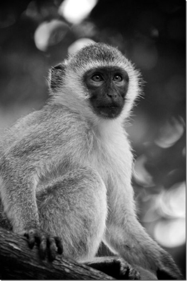 Fotos preto e branco de animais selvagens (18)