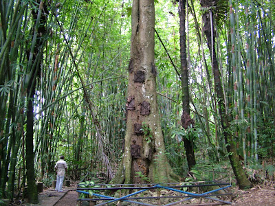 Kuburan Bayi Kambira, Tana Toraja