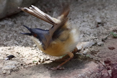 Ashy Prinia