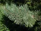 Pinus densiflora - Japanese Red Pine care and cultivation