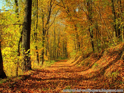 Beautiful Track surrounded by trees, Romantic Wallpaper