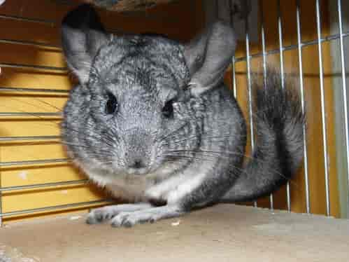 Chinchilla pet