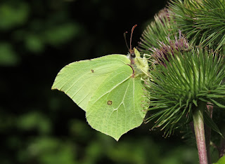 Brimstone