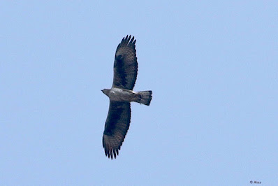 Bonelli's Eagle