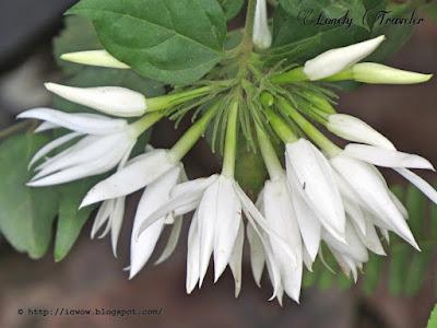 Indian jasmine - Jasminum multiflorum