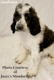 Black and White 7 week old standard poodle puppy