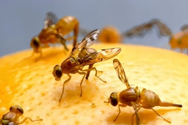 Nueva investigación revela el gen que activa la reproducción virgen en hembras de la mosca de la fruta Drosophila melanogaster, permitiendo la transmisión de esta capacidad durante generaciones
