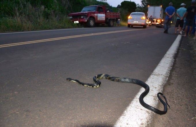 ACIDENTE: Ao desviar de cobra, motociclista bate em caminhonete e morre