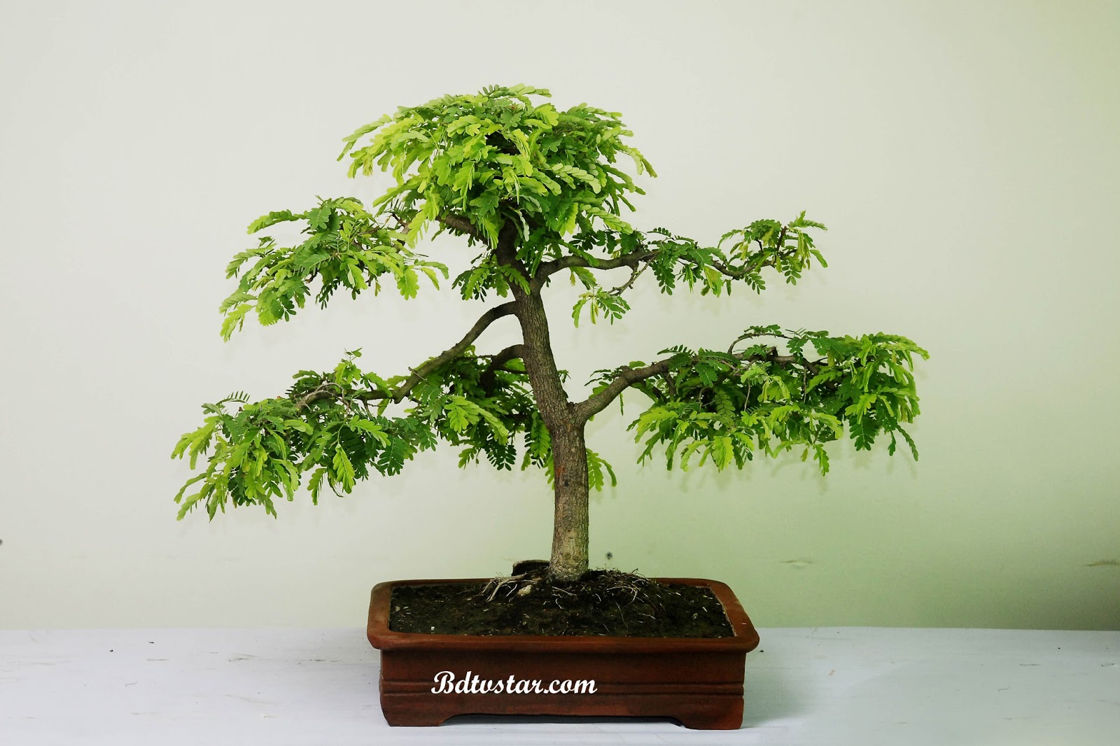 bonsai tree photos