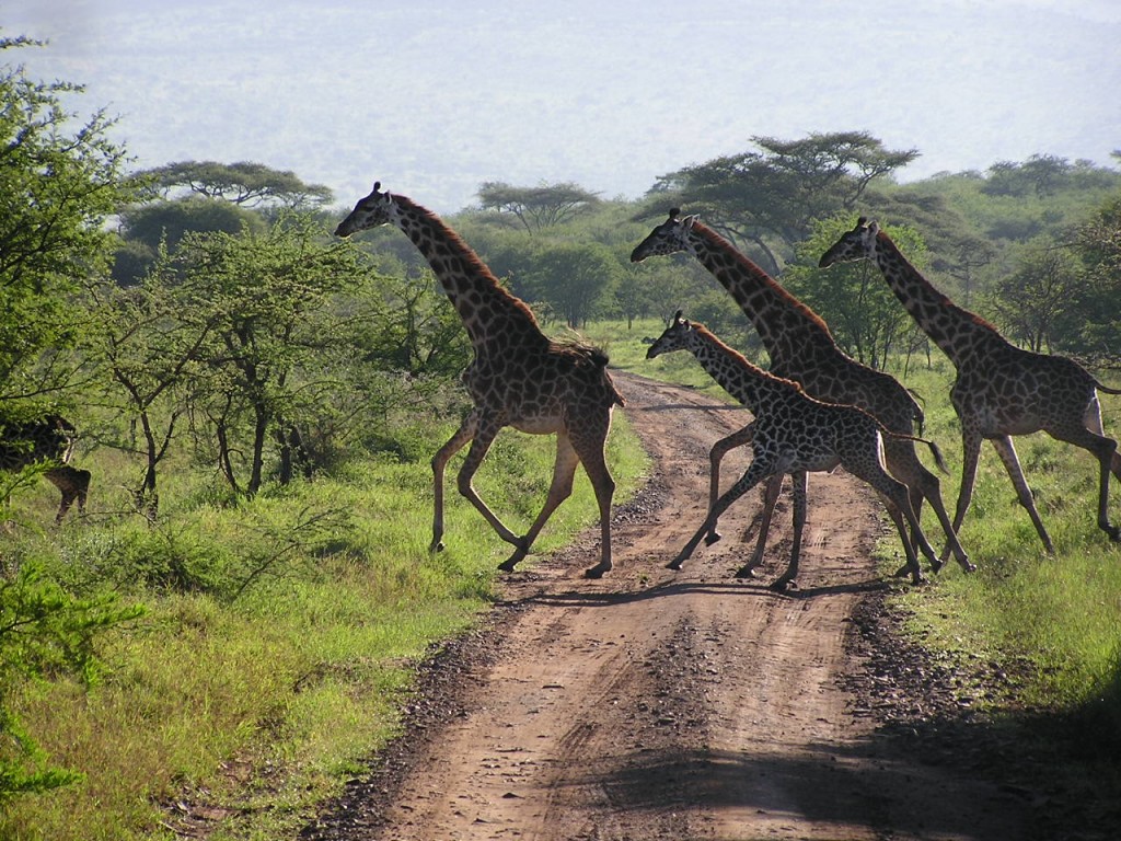 Migrating animals in the Serengeti park