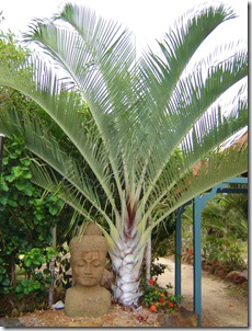 Dypsis decaryi triangle