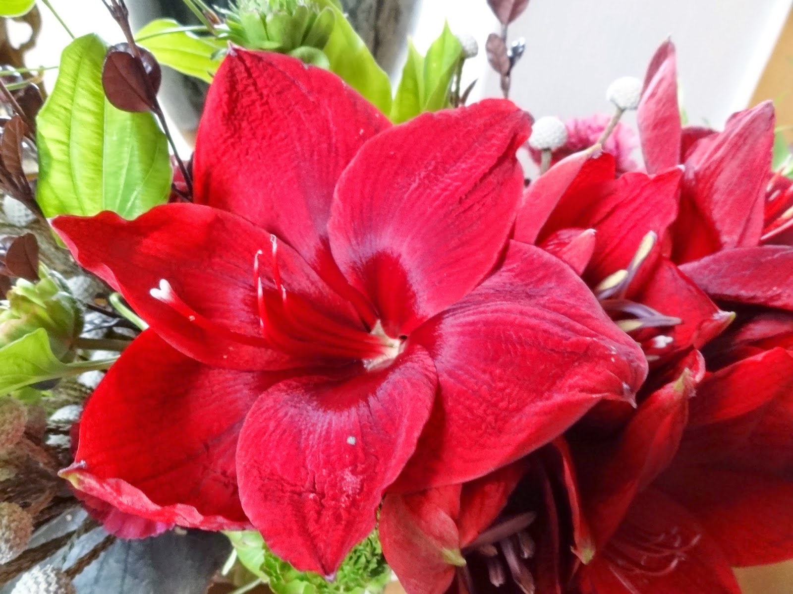 和の花だより 大輪の真紅の花 アマリリス カルメン