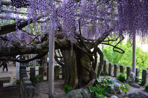 タケ坊の九州観光案内 吉祥寺藤まつり ２０１７