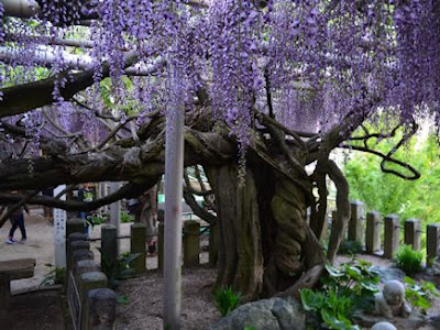 70以上 吉祥寺 藤まつり 254257-吉祥寺藤まつり 2022