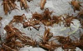 how to breed crickets