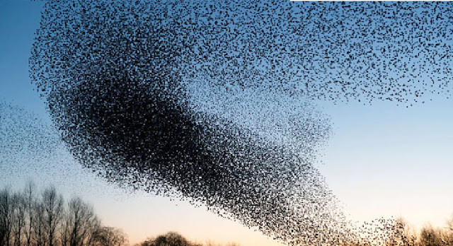 Startling Video Shows Hundreds Of Birds Crash Into The Ground In Mass Bird Fall