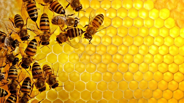 mật ong chữa bệnh gì