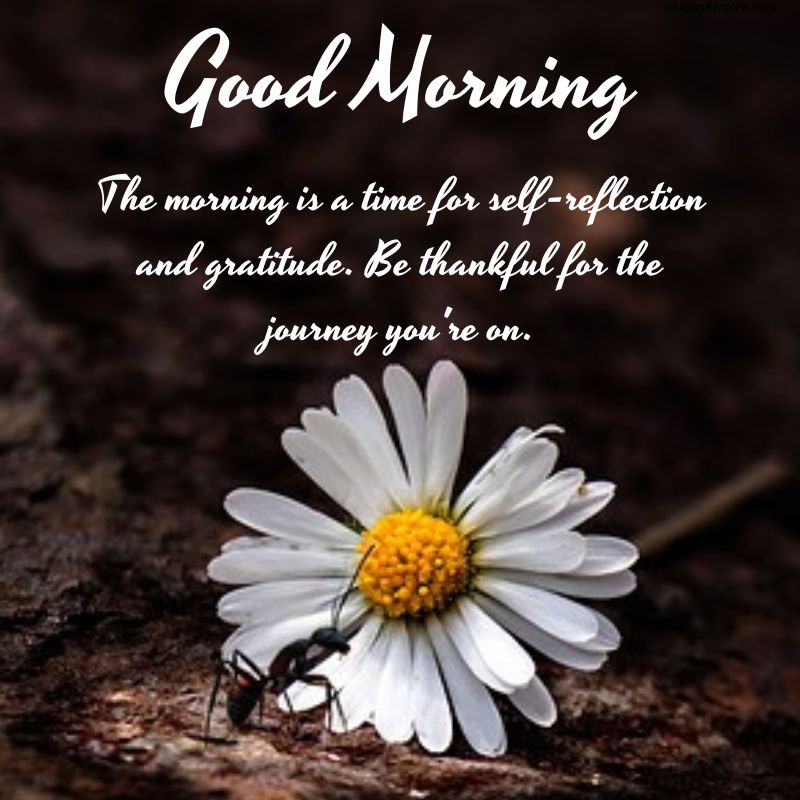 Beautiful and Cute Good Morning Flowers Images with Positive Quotes