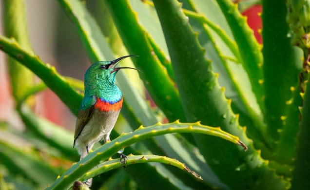 Aloe Vera Farm