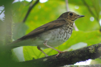 aves de la argentina nativa Zorzalito boreal Catharus ustulatus