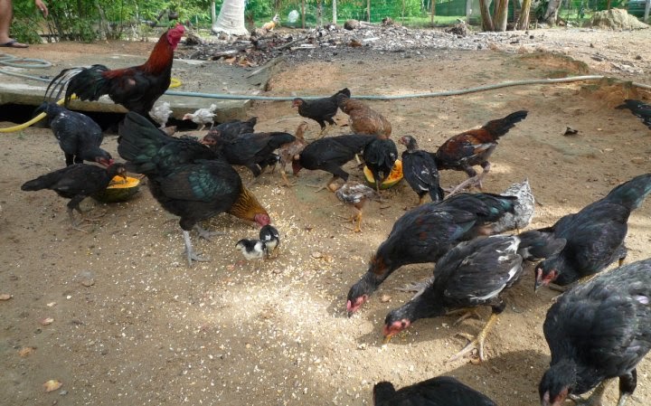 peternakan ayam filipin