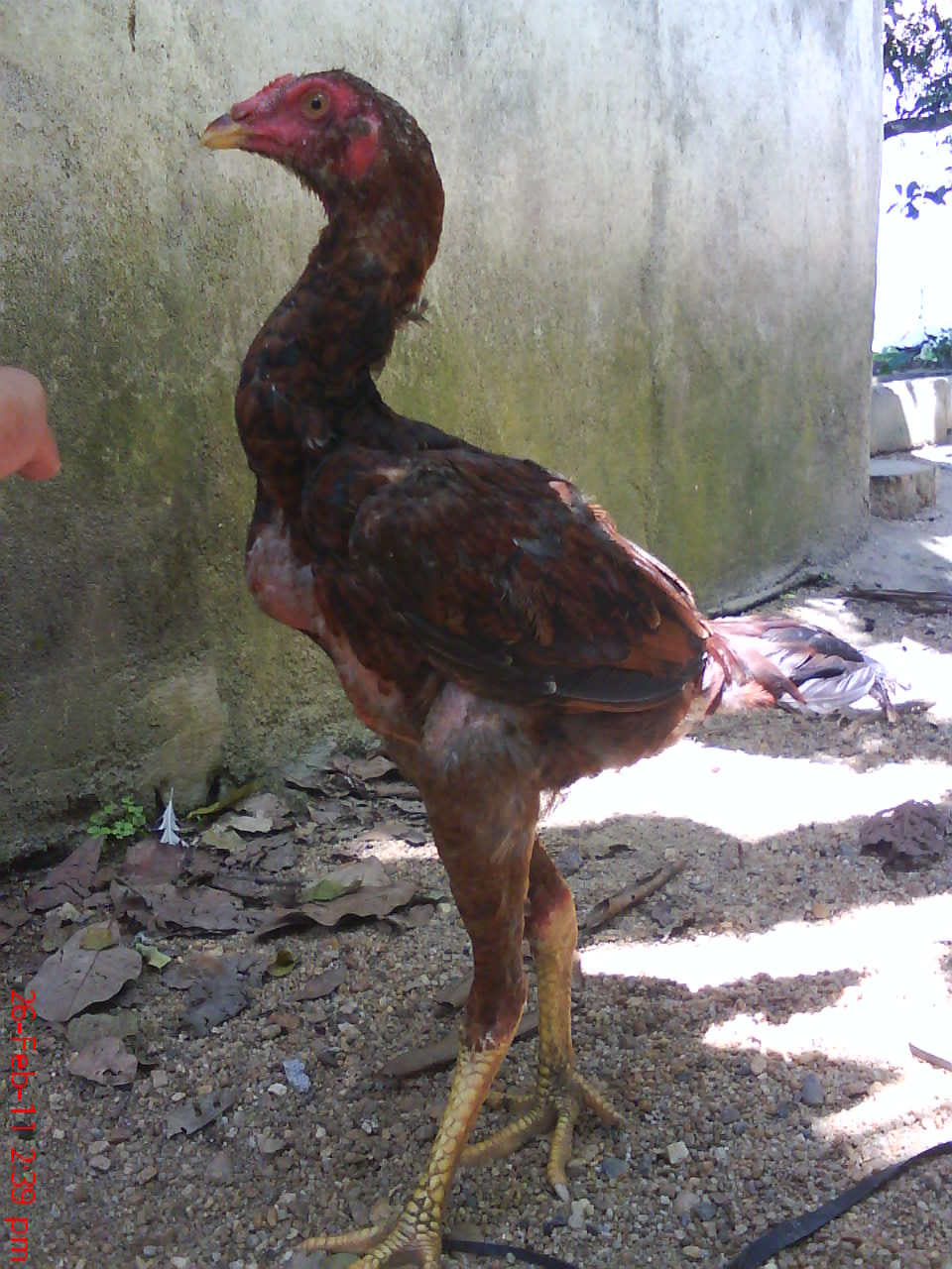  Ayam  Baik April 2011