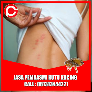 Call : 081313444221 Jasa Pembasmi Kutu Kucing di Bandung