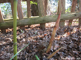 new bamboo shoots growing by the fence, invasive, 