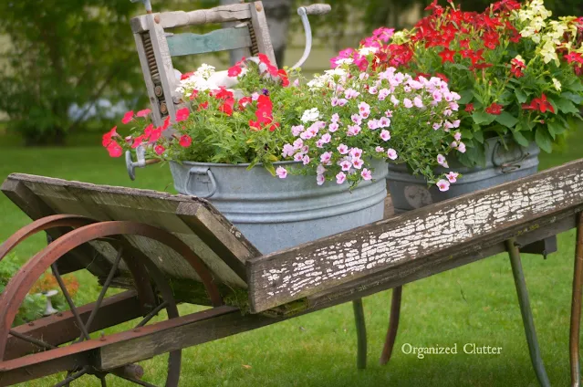 Looking back at my favorite junk garden wheelbarrow and its plantings.