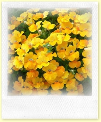 Nemesia-Angelart-Pear275