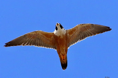 "Magnificent Peregrine Falcon (Shaheen) soaring through the sky with spread-out wings, showcasing its incredible agility and speed in flight."